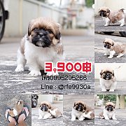 ชิสุทอยแท้เพศเมีย🐶ราคากันเอง📍พร้อมย้ายบ้านได้แล้ว✔มีบริการส่งจ้า