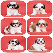 🐕ชิสุห์แท้ทุกตัวพร้อมย้ายบ้านแล้วจ้า✔มีบริการส่งทั่วไทย✔สุขภาพดีหย่านมแล...