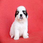 นองมันนี่ ชิสุทอยแท้ เมีย มีบริการส่ง