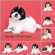 น้องดอลลี่ ชิสุทอยแท้สาวสวย น่ารัก มีบริการจัดส่ง