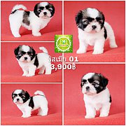 Shihtzu  ชิสุเพศเมีย 01