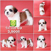 Shihtzu ชิสุเพศเมีย 03 