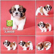 Shihtzu ชิสุแท้เพศเมีย 04