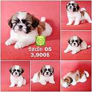 Shihtzu  ชิสุเพศเมีย 05