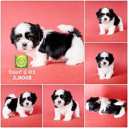 Shihtzu  ชิสุเพศผู้ 01