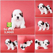 Shihtzu  ชิสุเพศผู้ 04