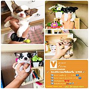 SALE ชิวาวา เกรดพรีเมี่ยม ราคาถูกสุดๆ เริ่มต้น 3,900 บาท