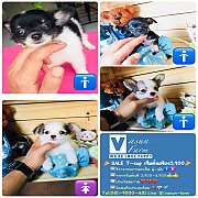 !!SALE T-cup 3,900!!ชิวาวา เกรดสวย ลดราคา เริ่มต้น 3,900 บาท<<<