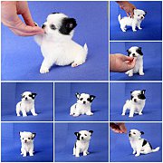 🔆🔆🔆Chihuahuaพันธุ์แท้SIZEเล็กจิ๋วราคาไม่แพงอย่างที่คิด&#...