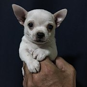 ลดพิเศษ  ชิวาวา ขนสั้น พร้อมย้ายบ้านค่า