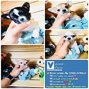 !!SALE 3,900!!ชิวาวา ขนสั้นและยาว เกรด A ราคาเริ่มต้น 3,900 บาท<<<<