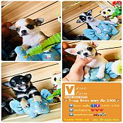 !!T-cup!!ชิวาวา ขนสั้นและขนยาว ผู้เมีย ราคาเริ่มต้น 3,900 <<<<<