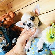 !!SALE 3,900!!ชิวาวา ขนสั้น เพศเมีย ลดราคาเหลือ 3,900 บาท