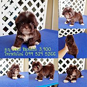 สาวสวยน้องแซมมี่ ชิสุเทอเรีย สีช็อค พร้อมซน มีบริการส่งทั่วไทย