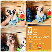 !!SALE OFF 4,900!!!ชิ ขนยาว เกรด Aฟอร์มสวย <<<<<