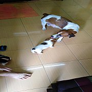 พร้อมส่ง​ แจ็คล้านเปอร์เซ็นต์​ เพศผู้​ 3,900