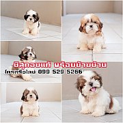 จำหน่ายชิสุทอยแท้🐶เด็กๆคอกใหม่พร้อมย้ายบ้านแล้วมีบริการส่งทั่วไทย