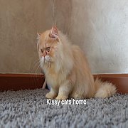 ลูกแมว เปอร์เซีย สีส้ม-ขาว เพศชาย 3900