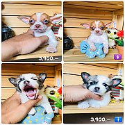 !!SALE 3,900!!ชิวาวา สวยๆ ลดราคาเหลือเพียง 3,900 บาท<<<<