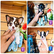 !!SALE 3,900!!ชิวาวา ไซด์เล็ก ลดราคาเหลือ 3,900 บาท<<<<<
