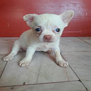 ชิวาว่าเพศเมียขนยาวพิเศษ2900