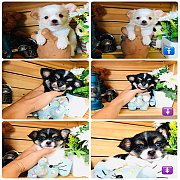 !!SALE 3,900!!ชิวาวา ขนยาว เกรดเอ สวยๆ ลดราคาค๊าบ