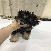 พุดเดิ้ลทอยแท้คะ