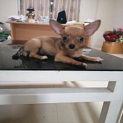 ปิดการ​ขาย​ มีลูกสุนัข​อีกมากโทร0845442180​