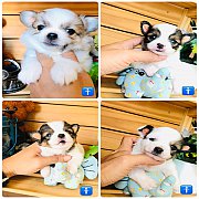 !!SALE 3,900!!ชิวาวา ขนยาว เกรดA ลดราคาเหลือ 3,900 บาท<<<<