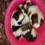 ชิสุอกใหม่ อ้วน ขนแน่นสวย