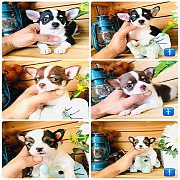 !!SALE เริ่มต้น 3,900!!ชิวาวา ฟอร์มสวยๆ น่ารักๆ ราคาเบาๆ<<<