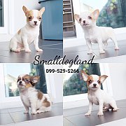 🐕 CHIHUAHUA 🐕 ชิวาวาขนสั้นและขนยาว วัคซีนแล้วทุกตัว พร้อมย้ายบ้า...