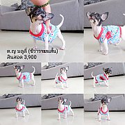 ด.ญ บลูลี่🐶ชิวาวาขนสั้นตัวจิ๋วอายุ2เดือนวัคซีนแล้วพร้อมย้ายบ้านมีบริการส...