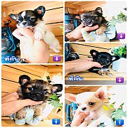 !!T-cup SAEL!!ชิวาวา ตัวจิ๋ว หน้ากุดๆ ราคาเริ่มต้น 3,900-4,900<<<<