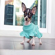 🐕ชิวาวาฟอร์มดีสินสอดไม่แพงวัคซีนแล้วประกันสุขภาพมีบริการส่งทั่วไทย