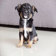 SALE💥 CHIHUAHUA ชิวาวาขนยาว 3900 บาททุกตัว วัคซีนให้ฟรีพร้อมสมุดวัคซีนจ้...