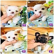 !!SALE 3,900!!ชิวาวา ทีคัพ เพศเมีย น่ารักๆ 3,900-4,900 บาท<<<