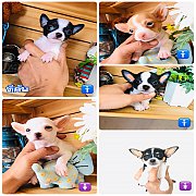 >>>>>มาจร้า น้องชิวาวา 4 ตัว อายุ 2 เดือน พร้อมย้ายบ้านแล้วราครเร...