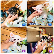 !!SALE 3,900!!ชิวาวา ทีคัพและไซด์เล็ก ขนสั้น สวยๆ ลดราคา