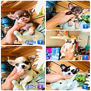 !!SALE 3,900!!ชิวาวา ทีคัพและไซด์เล็ก เริ่มต้น 3,900-6,500 บาท<<<
