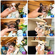 !!Grade A 3,900!!ชิวาวา ขนสั้นและขนยาว เกรดA เริ่มต้น 3,900 บาท<<<<