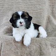 ชิสุผสมปอม3900.-มีเก็บปลายทาง idline::happyshihtzu4289