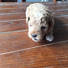 พุดเดิ้นแท้ น่ารัก ผุ้ และเมีย