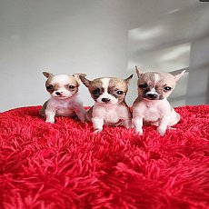 ชิวาวา ขนสั้น เพศเมีย3ตัว พร้อมย้ายบ้าน