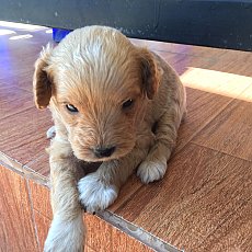 พุดเดิ้นแท้ ตัวผุ้ น่ารัก