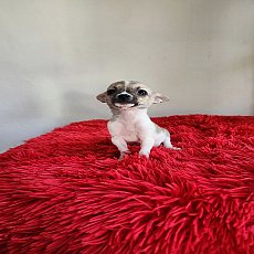 ชิวาวา ขนสั้น เพศเมีย ไซค์เล็ก