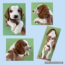 บีเกิ้ล 2สี เพศผู้