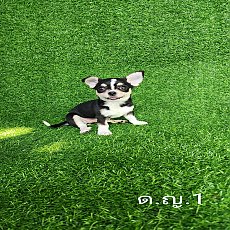 ชิวาวา ขนสั้น 6ตัว พร้อมย้ายบ้าน