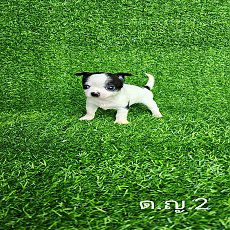 ชิวาวา ขนสั้น 6ตัว พร้อมย้ายบ้าน