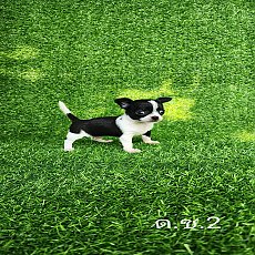 ชิวาวา ขนสั้น 6ตัว พร้อมย้ายบ้าน